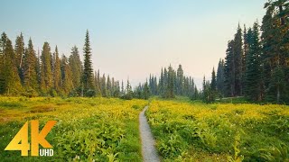 Hazy Day in Mt. Rainier NP  Hiking the Reflection Lake Trail  4K Mountain Scenery