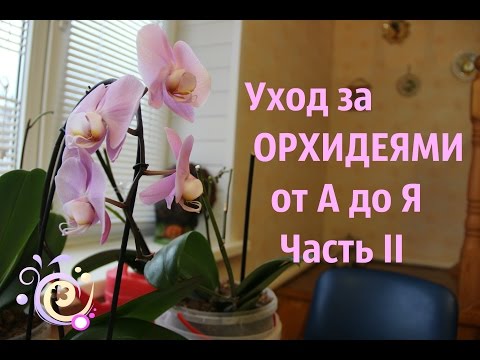 Уход за ОРХИДЕЯМИ