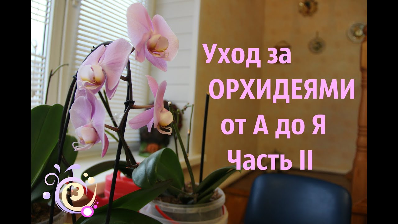 Уход за ОРХИДЕЯМИ от А до Я. Часть II.