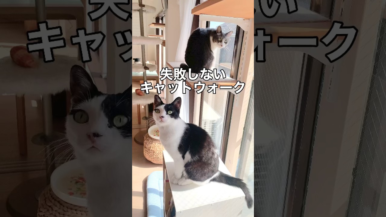 動線が超重要】失敗しないキャットウォーク #Shorts - YouTube