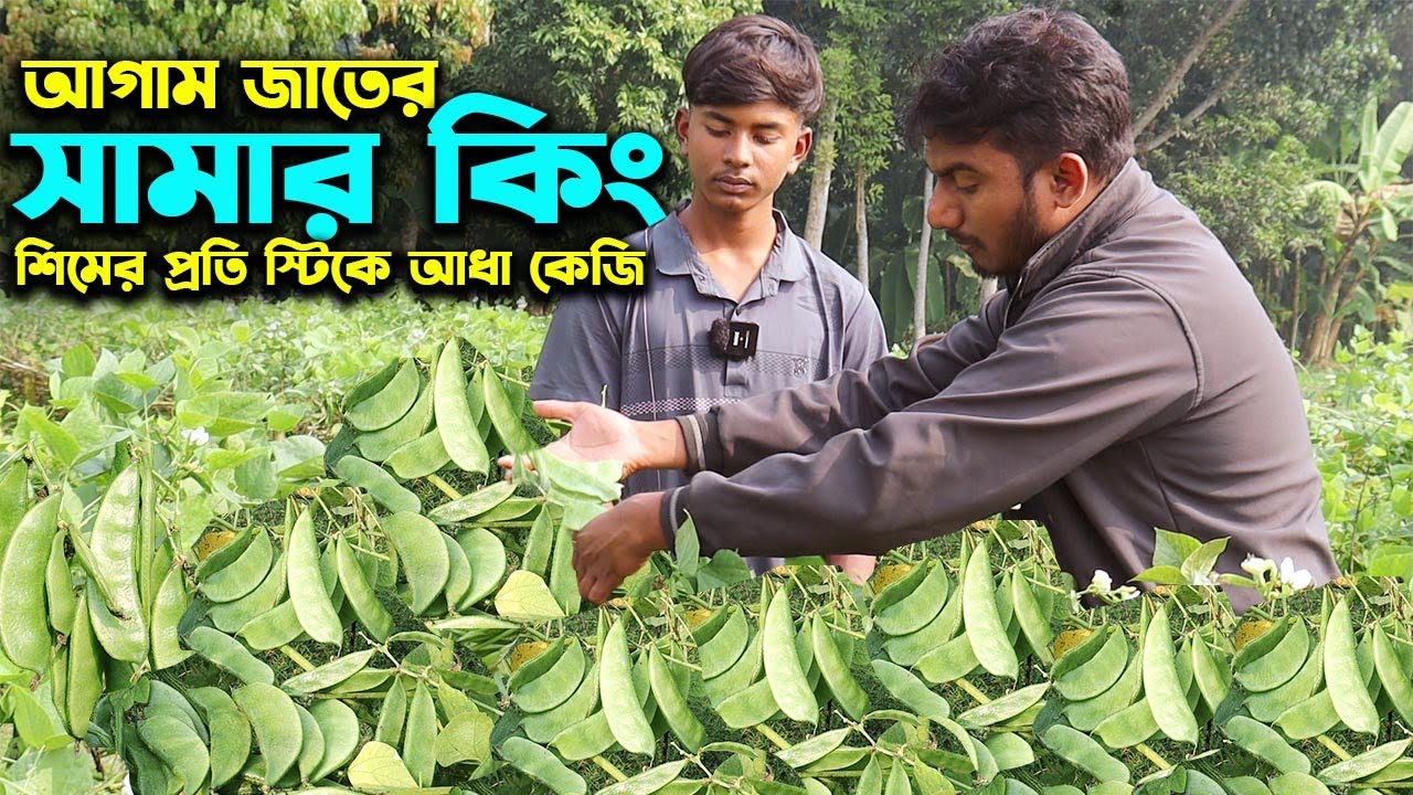 আগাম জাতের সামার কিং শিম যার প্রতি স্টিকে আধা কেজি ফলন | উদ্যোক্তার খোঁজে