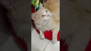 From Street Stray To Super Cute Companion: Simbou's Heartwarming Journey  pets animals cute kitten