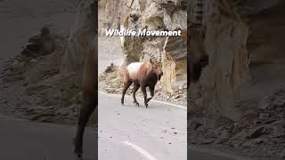 Rare Wildlife Sighting During Movement Along KKH Pakistan