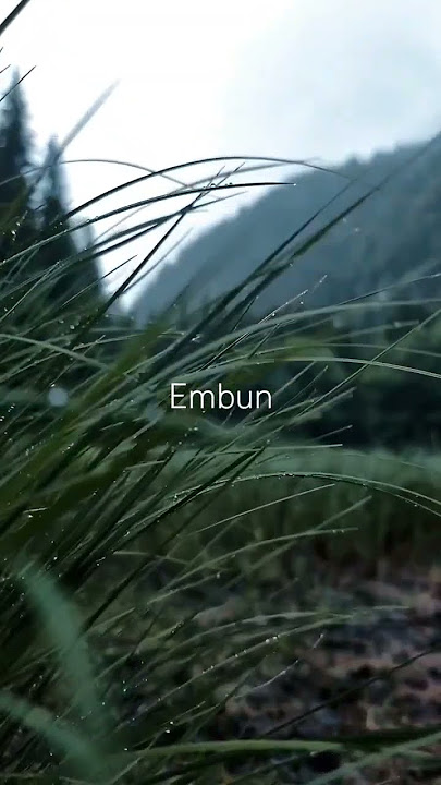 embun pagi #shorts