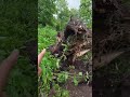 Tree Fell on HOUSE 😭 GUSHTY WINDS in Kashmir #weatherupdate