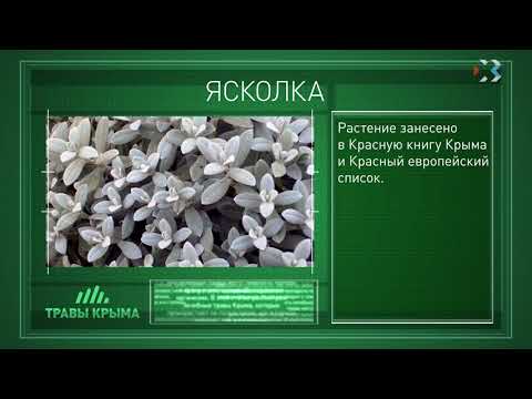 Травы Крыма Ру Купить