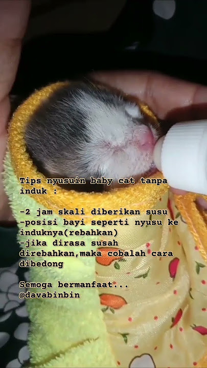 tips nyusui bayi kucing tanpa induk #babycutecats #tips