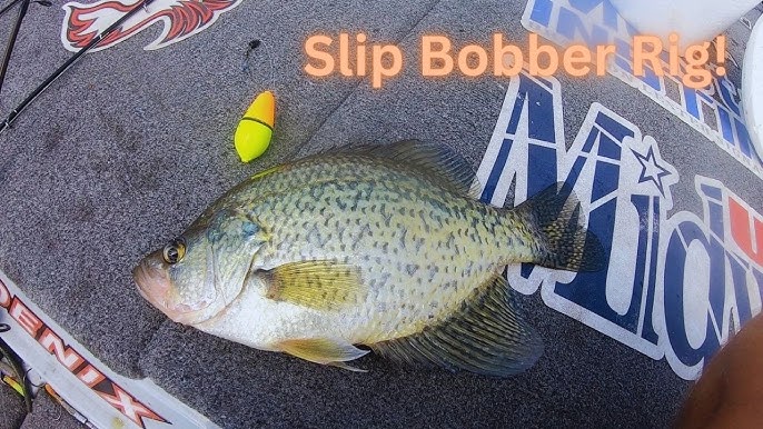 Crappie Rig Fishing! #crappierigfishing 