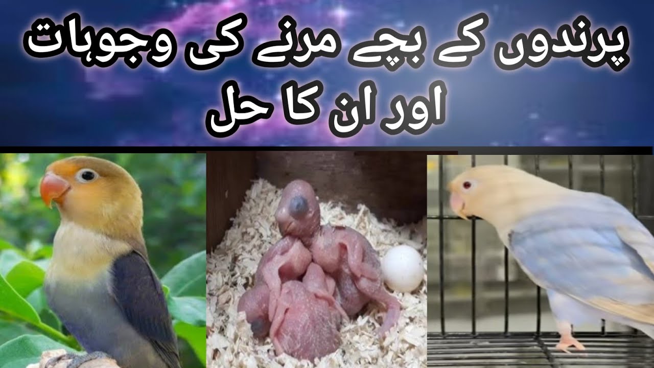 Why chicks die, Reasons and Solutions 