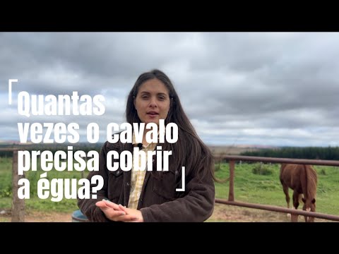 Quantas vezes o cavalo precisa cobrir a égua? - YouTube