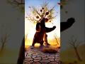 जब भालू ने सब कुछ उजाड़ दिय 🐻💔#YouTubeShorts #ai #EmotionalShorts #3DAnimation #KabootarKiKahani