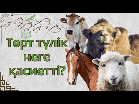 Video: Койдун кымызын жегенге болобу: Койдун кымызын чөп менен колдонуу боюнча кеңештер жана идеялар