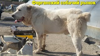 ФАРҒОНА БЕШБОЛА ИТ БОЗОРИ | Ферганский собачий рынок