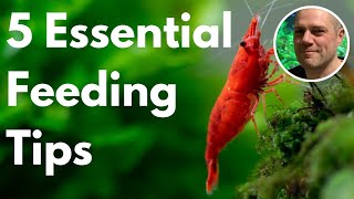 5 Essential Shrimp Feeding Tips