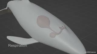 Possible Mechanism Of Baleen Whale Buoyancy Control