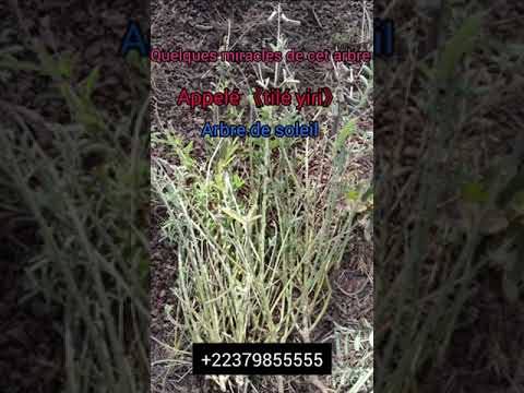 Secret De Cet Arbre Magique