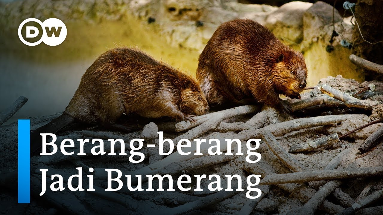 Berang Berang Dianggap Hama Di Argentina Youtube