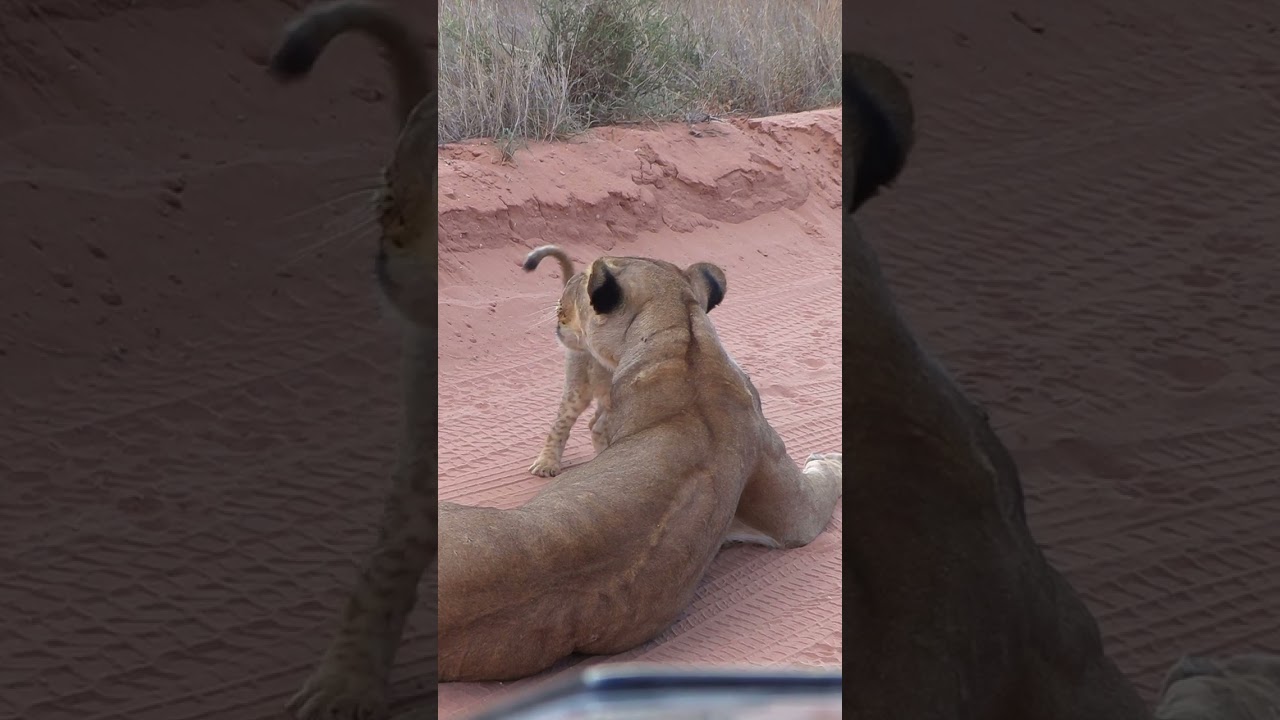 Lion cub cries for milk 🦁😭🍼