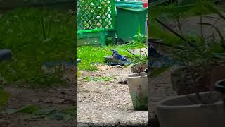 the blue jay #birds love eating cashew nuts!: #saturday june 20, 2026 5:51am #shortsfilm #video