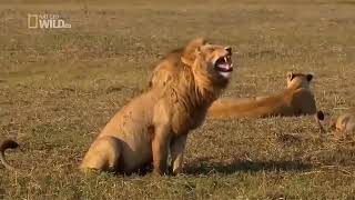 Lion Laughing Meme Clip for Video