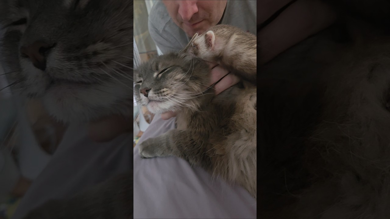 Зумпет — единственный способ успокоить хаос.