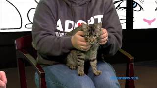 Pet of the Week: Dava, a nearly 2-year-old cat