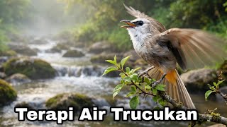TERAPI TRUCUKAN STRES - TERAPI BURUNG TRUCUKAN MACET BUNYI