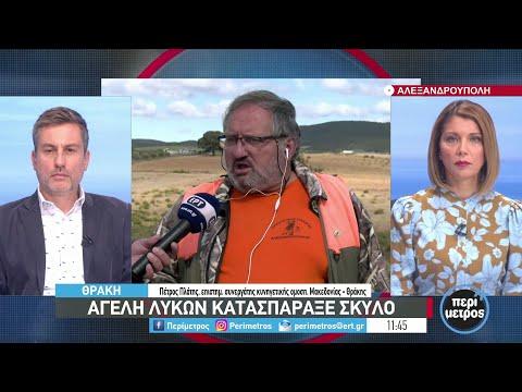 Επιδρομές λύκων σε στάνες και αγροτικές καλλιέργειες | 07/10/2021 | ΕΡΤ