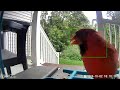 Wyze Bird