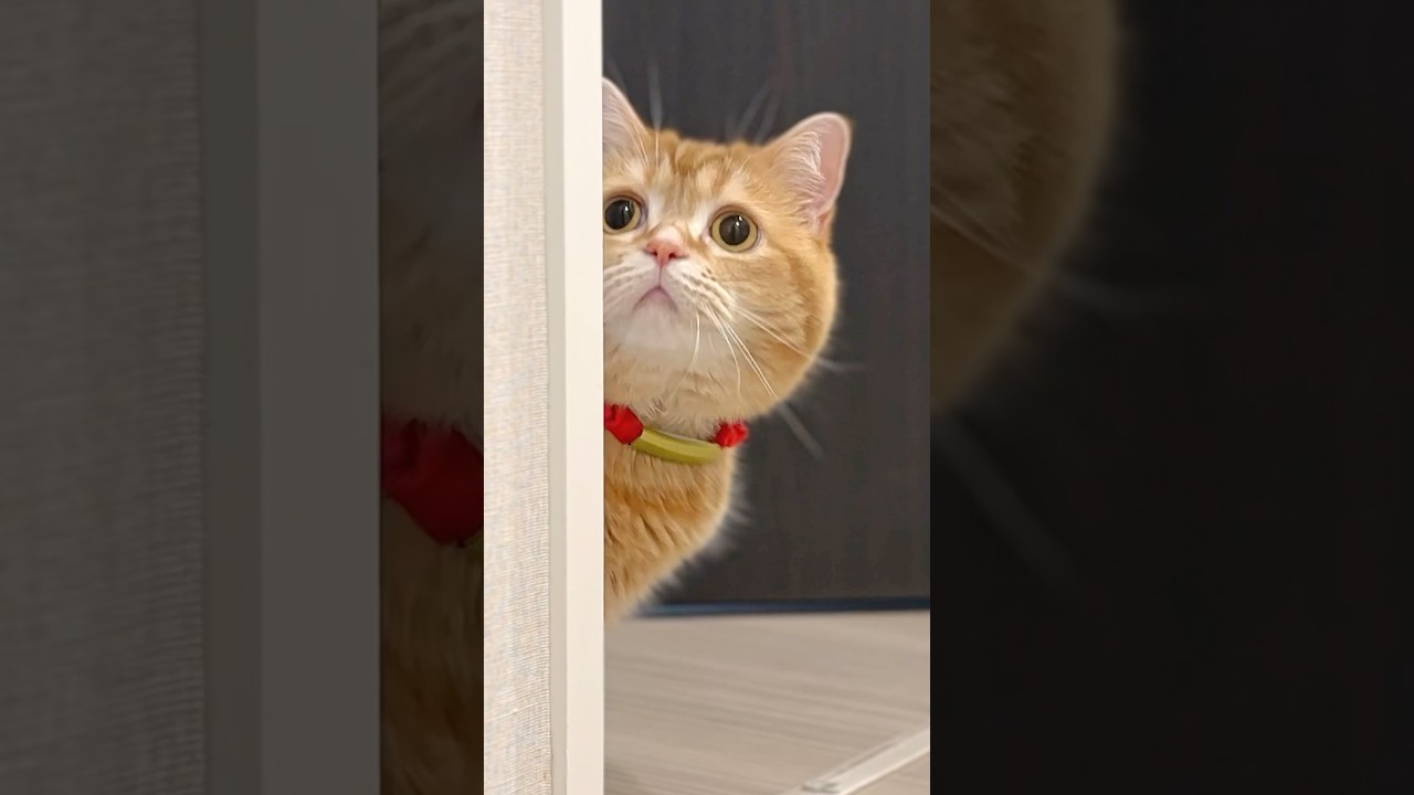 Help! My Mouse Disappeared...! 🐭