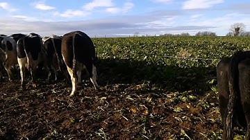 Grazing fodder beet