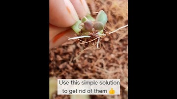 Mealy bug problems? Try this simple solution. I hope it helps! #mealybugs #succulentleafpropagation