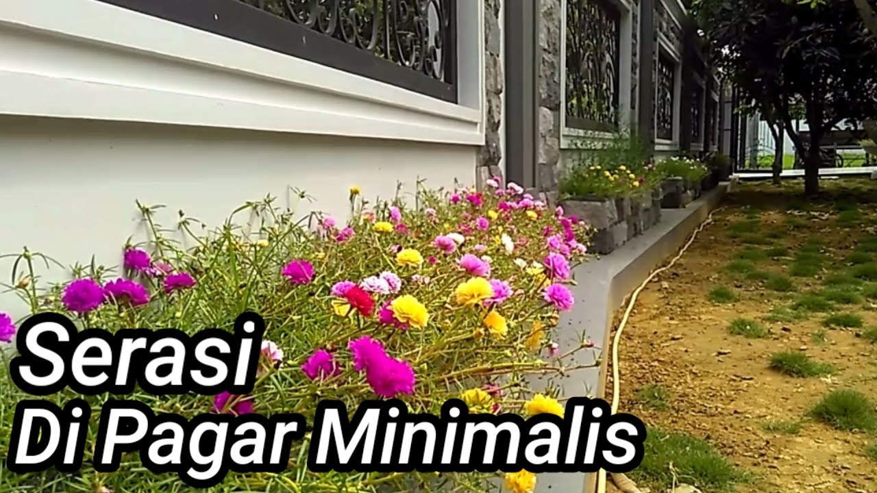 Bunga Hias Untuk Pagar Rumah YouTube