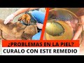 ¿Tu perro tiene problemas en la piel? Cúralo con este remedio 👌🏻💯🐶