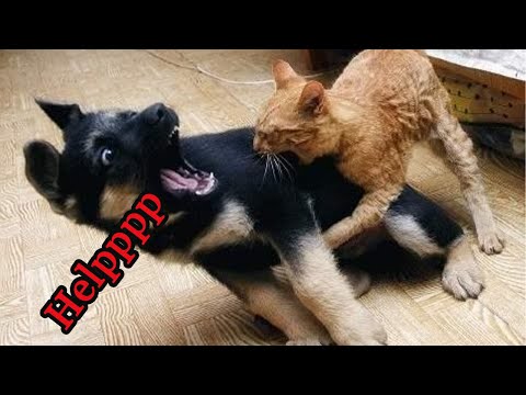 Dogs Afraid of Cats / Kedilerden Korkan Köpekler