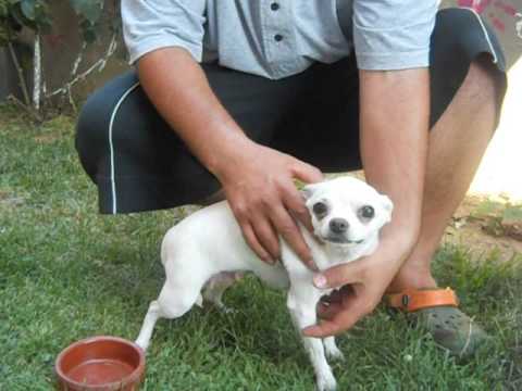 Kopek Turleri Chihuahua Sivava Kopegi Youtube