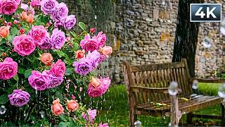 a rainy afternoon in a secret garden bench 🌹 relaxing rain on roses & soft garden ambience