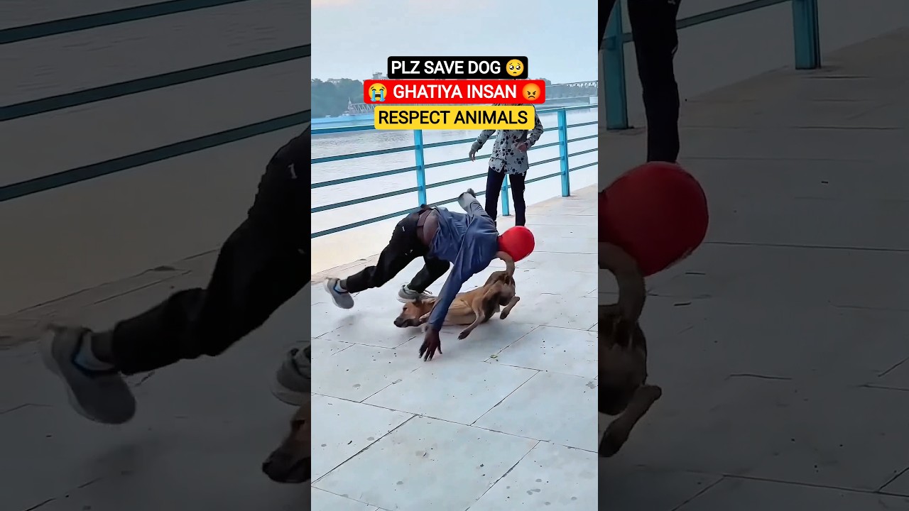 Save animals 🥺🥰 #shorts #dog #dogs #animals #viral #animallife
