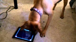 Dog Vs Ipad