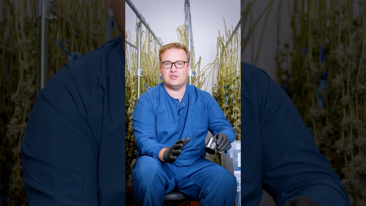 Understanding Cannabinoids & Terpenes | The Entourage of Native Sun Cannabis Labels 🌿