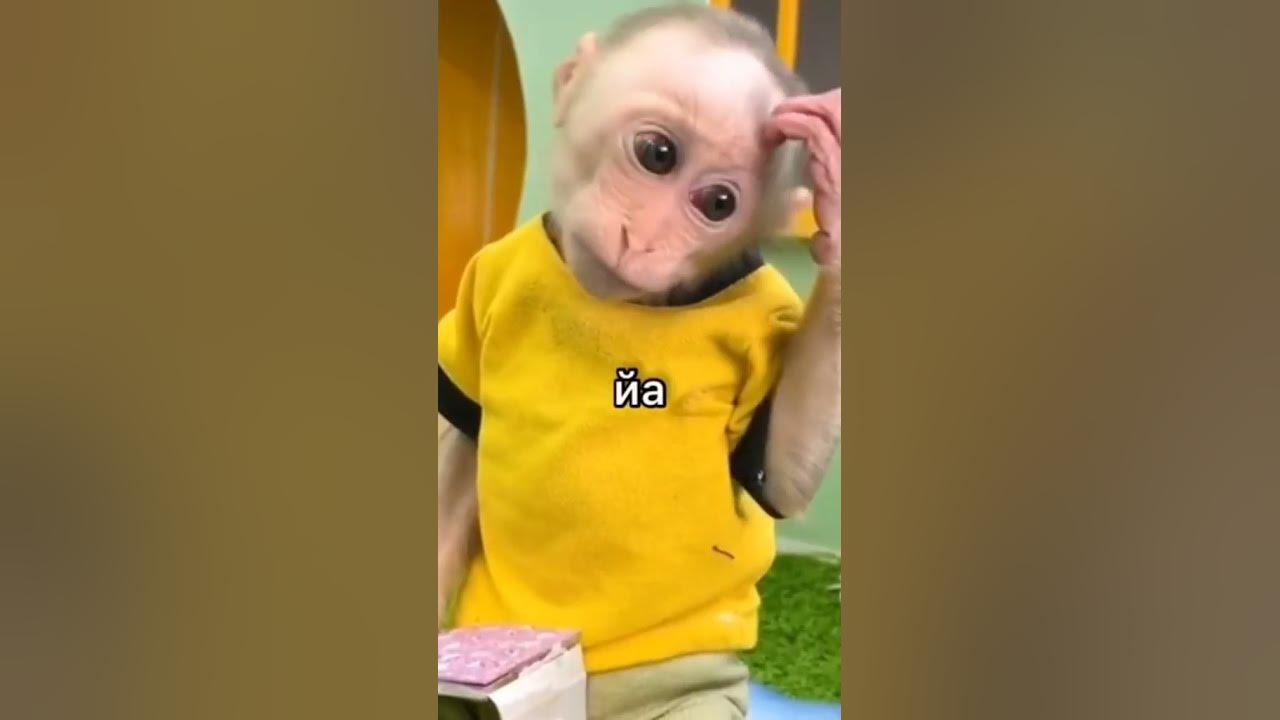 #бибизяны#пипитанец - YouTube