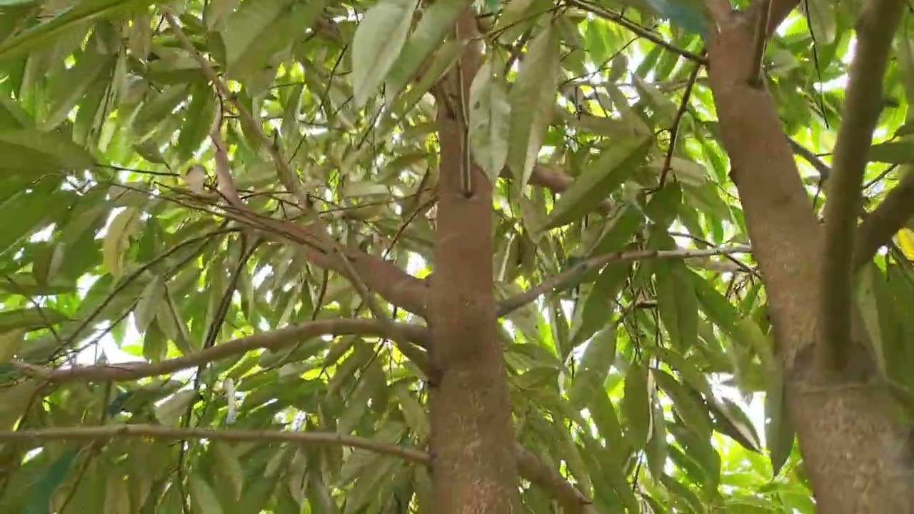 NÓI RÕ HƠN VỀ TAI HẠI CẮT NGỌN CÀNH THÂN & MỘT SỐ VẤN ĐỀ ND HAY LÀM SAI: 0918 456 457- 0375 456 457