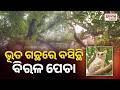 Ghost Tree : ୪୦୦ ବର୍ଷର ପୁରୁଣା ‘ଭୂତଗଛ’ରେ ବିରାଟକାୟ ବିରଳ ପେଚା ଦେଖିବାକୁ ମିଳିଛି,ଦେଖିକି ଡ଼ର ଲାଗୁଛି ..