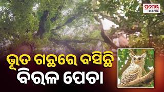 Ghost Tree : ୪୦୦ ବର୍ଷର ପୁରୁଣା ‘ଭୂତଗଛ’ରେ ବିରାଟକାୟ ବିରଳ ପେଚା ଦେଖିବାକୁ ମିଳିଛି,ଦେଖିକି ଡ଼ର ଲାଗୁଛି ..