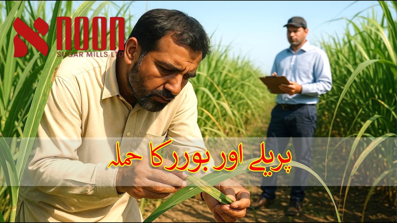 گنے کی فصل پر پِریلے اور بوررکا حملہ | کسان بھائیوں کے لیے اہم رہنمائی | شوگر کین ڈویلپمنٹ پروگرام