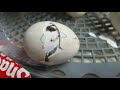 dry hatching silkies eggs in the nuture rigte 360 incubator