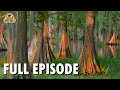 Wild America | S8 E3 'In the Forest' | Full Episode | FANGS