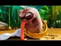 LARVA - THE MAGIC RING | Cartoon Movie | Cartoons For Children | Larva Cartoon | LARVA Official