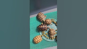 Giới thiệu đồ ăn khô T-BALANCE chuyên cho RÙA CẠN