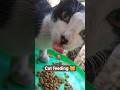 cat feeding 😸#cat #exotic #catvideos #kitten #shorts #kids